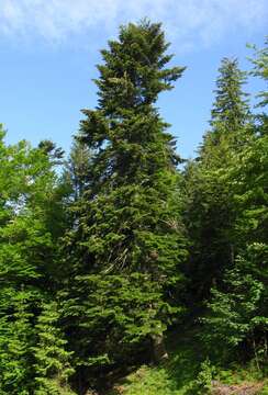 Image of Silver Fir