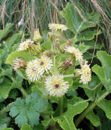 Image of Sonchus grandifolius T. Kirk