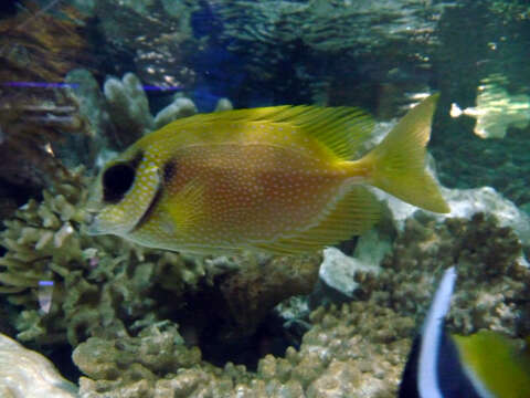 Image of Coral rabbitfish