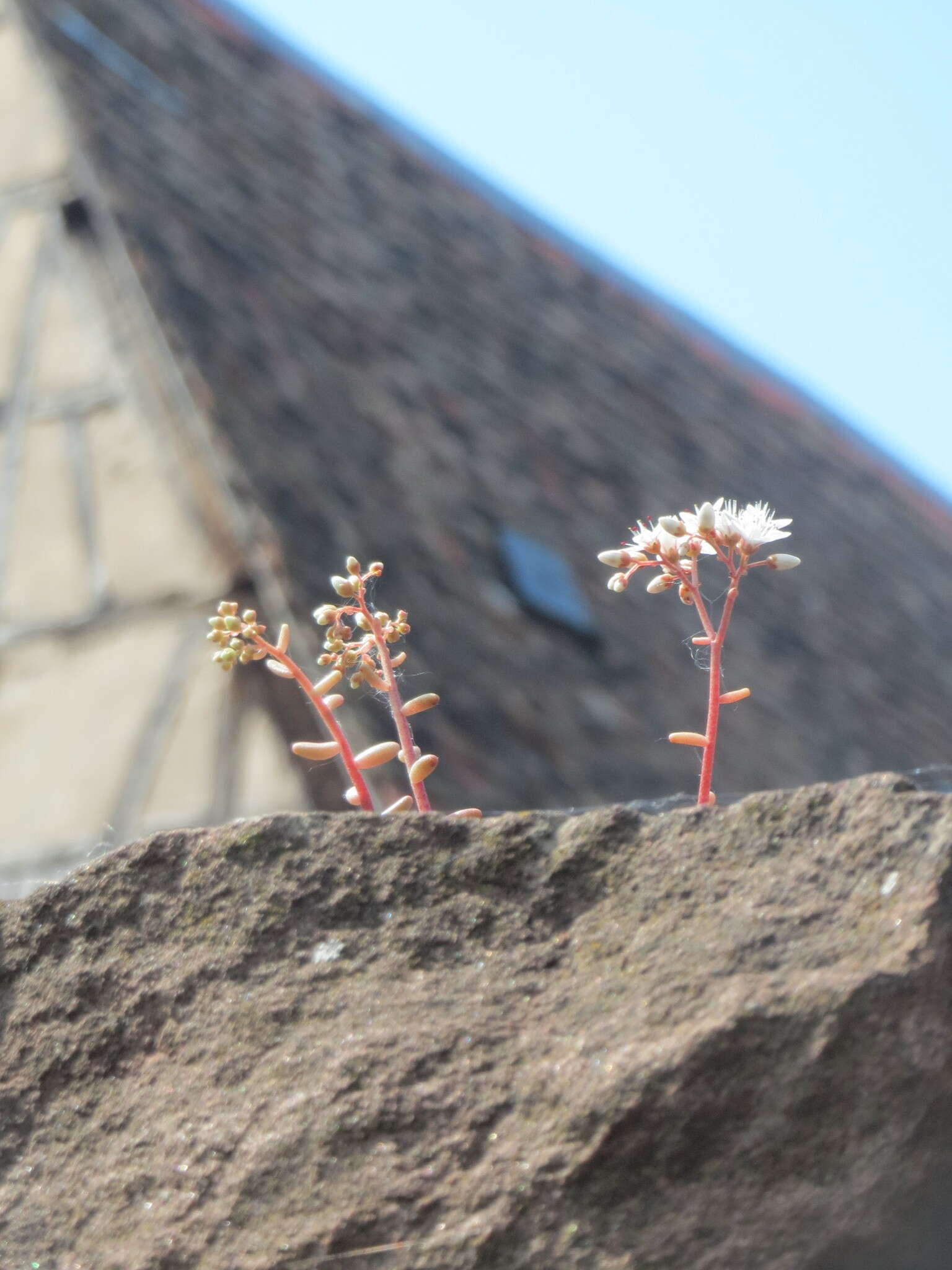 Image of White Stonecrop