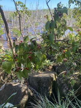 Image of Christmas cherry