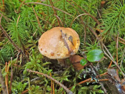 Image of Suillus bovinus (L.) Roussel 1796