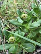 Image of Coronidium oxylepis (F. Müll.) Paul G. Wilson