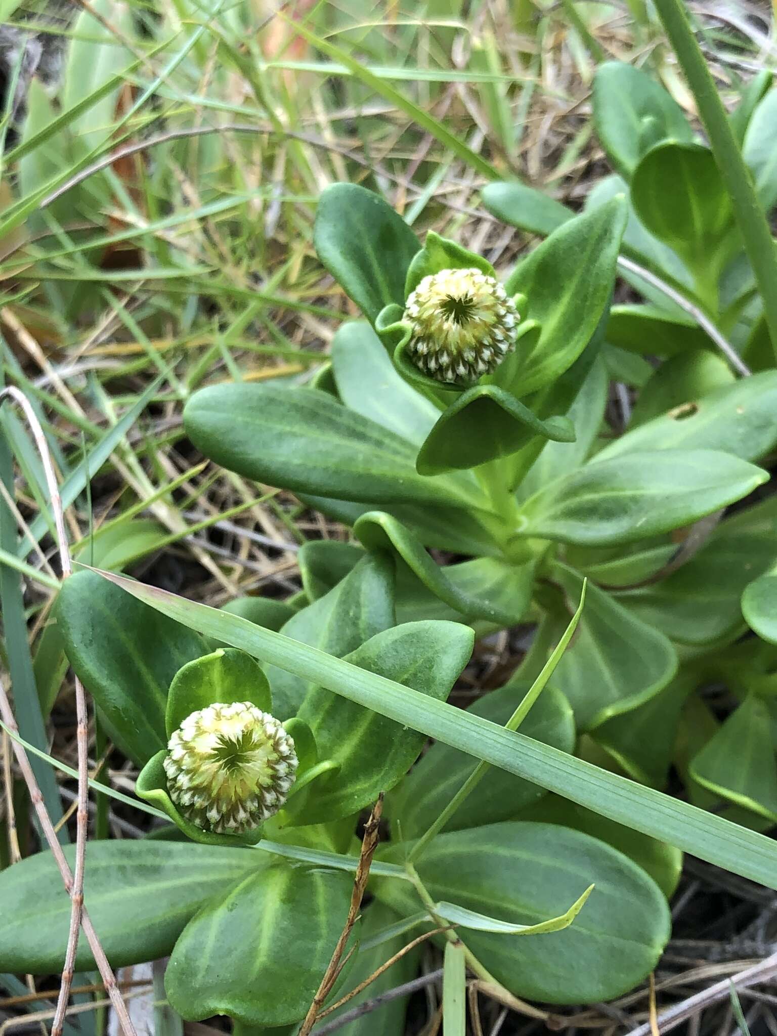 Image of Coronidium oxylepis (F. Müll.) Paul G. Wilson