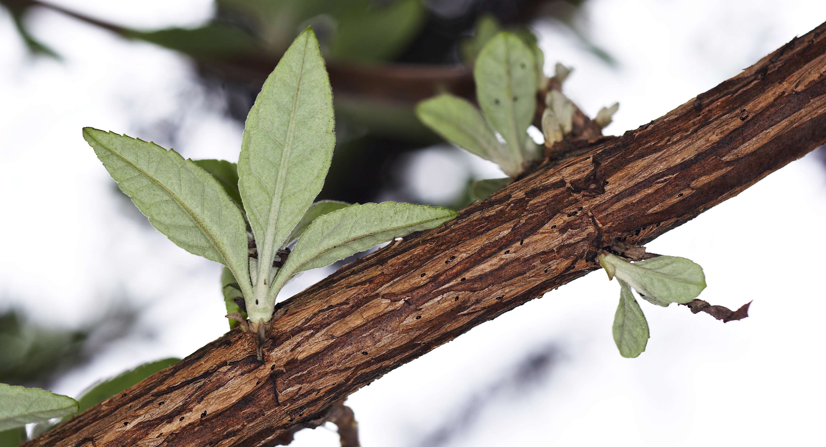 Image of butterfly-bush