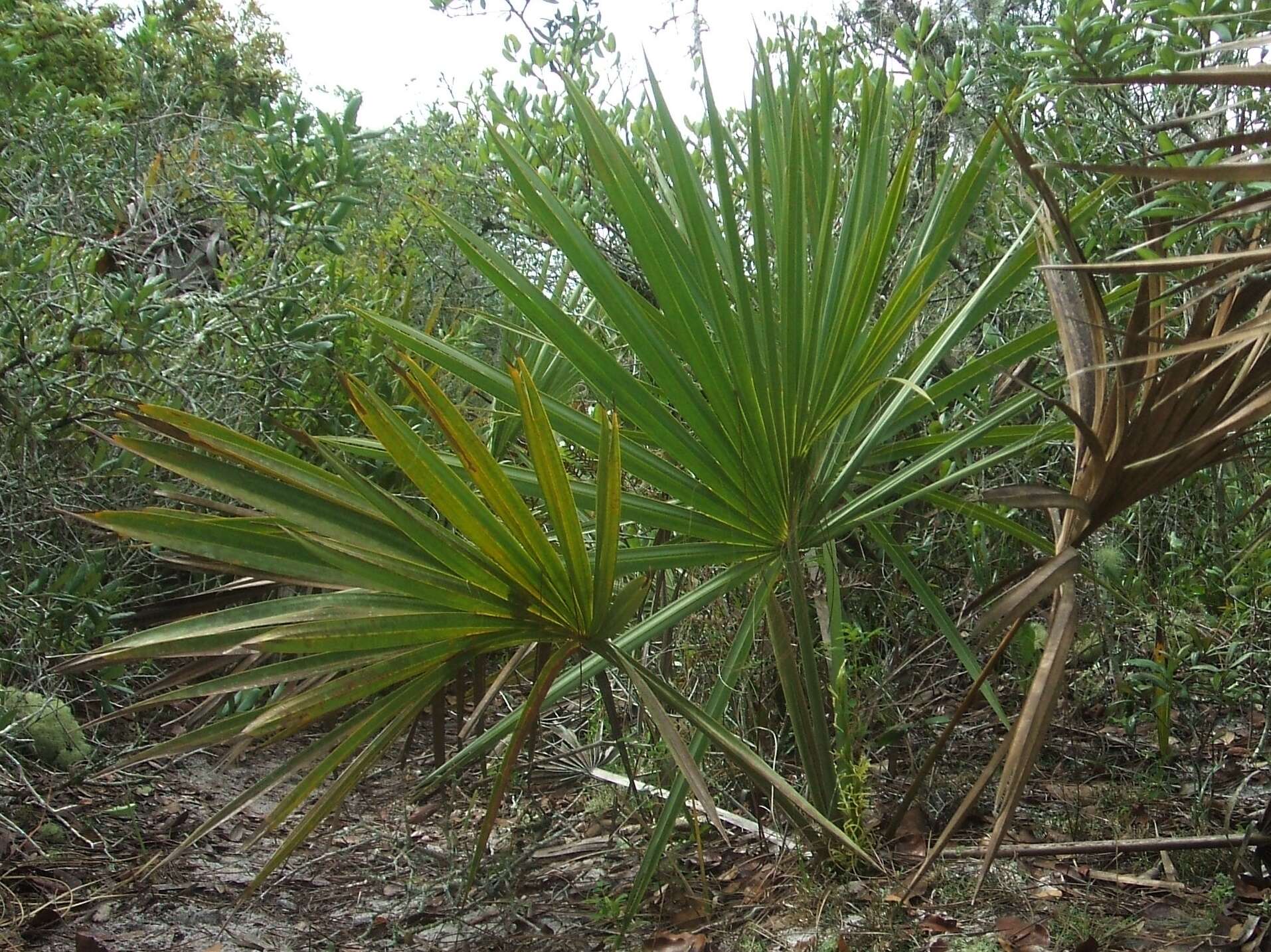 Image of scrub palmetto