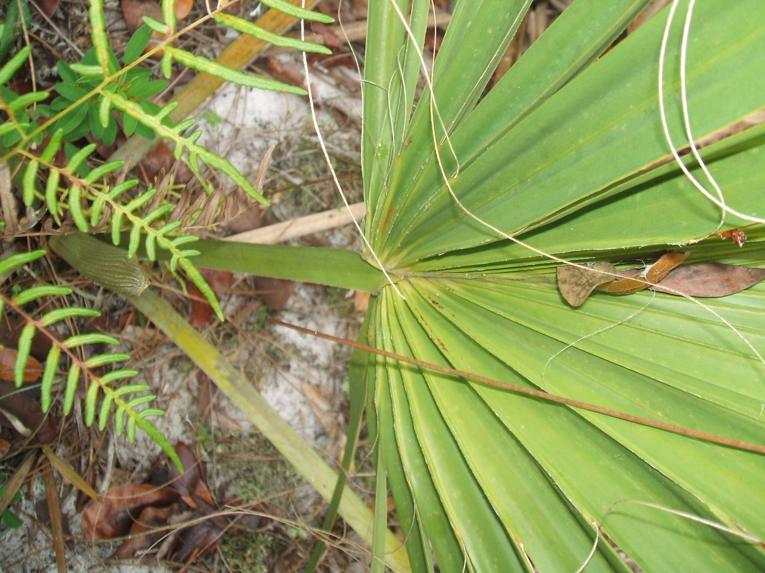 Image of scrub palmetto