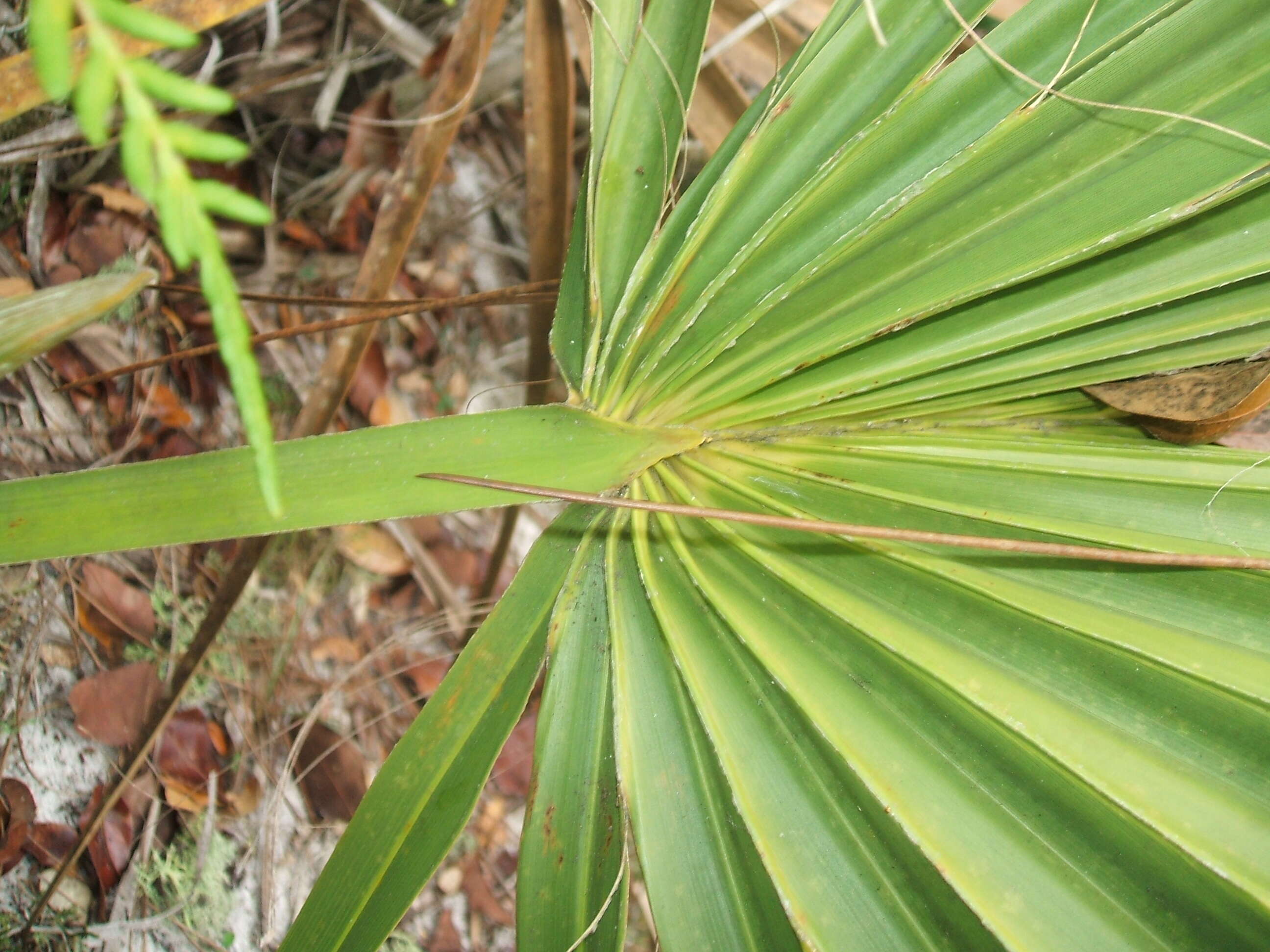 Image of scrub palmetto