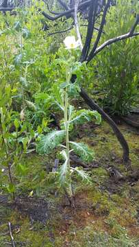 Image of Hawaiian prickly poppy