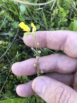 Image of Lyrate bladderpod