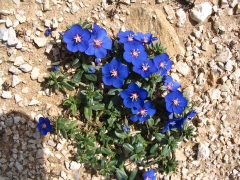 Image of Scarlet pimpernel