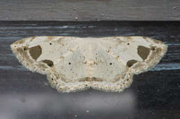 صورة <i>Scopula butleri</i>