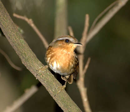 Image of Rufous Gnateater