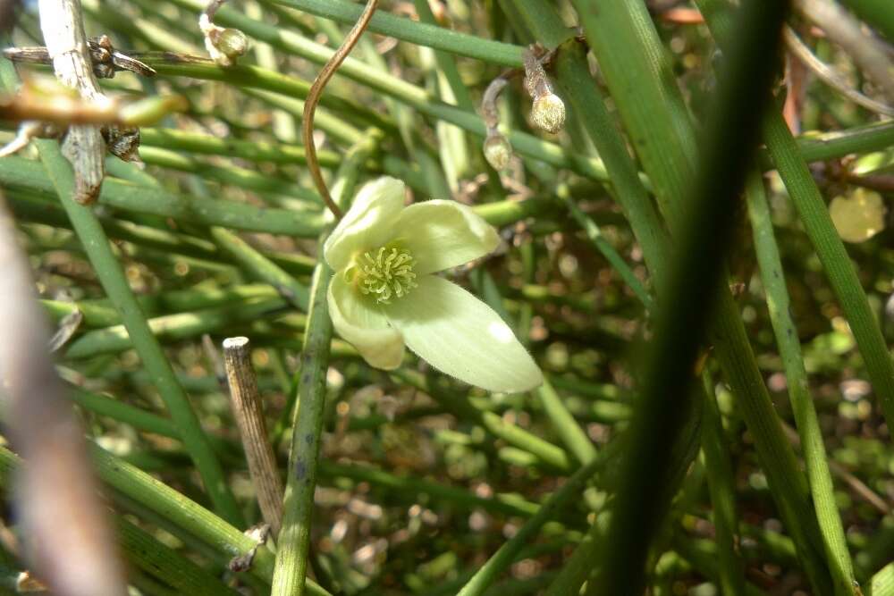 Imagem de Clematis afoliata J. Buch.