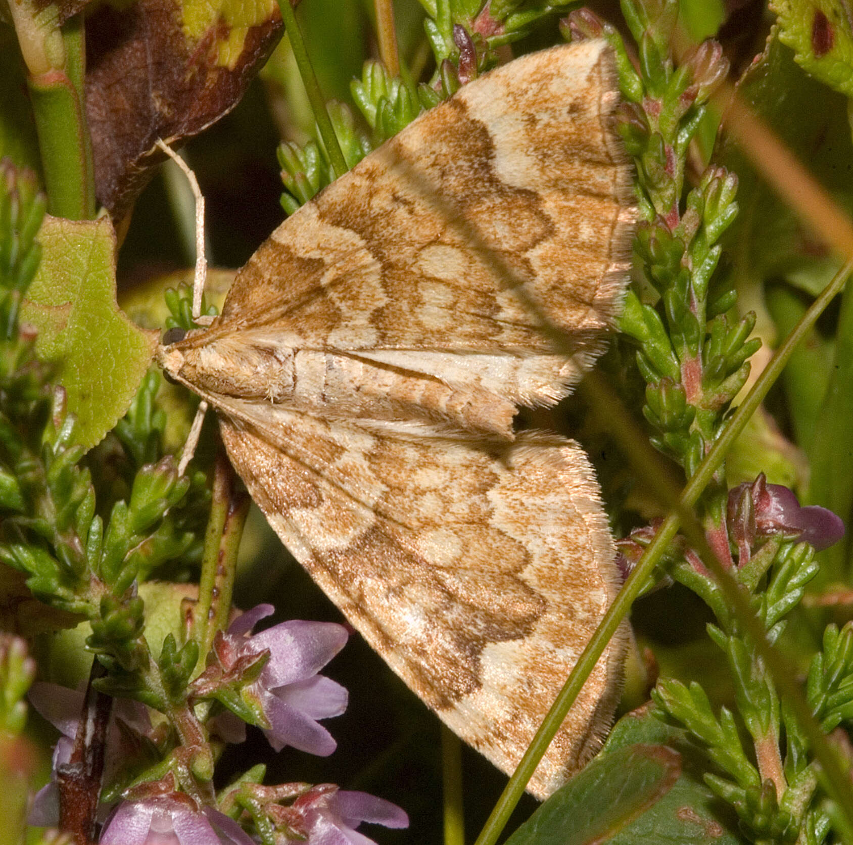 Image of northern spinach