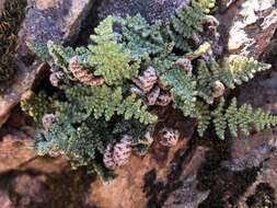 Image of coastal lipfern