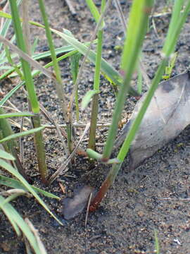 Image of plumegrass