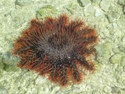 Image of crown of thorns starfish