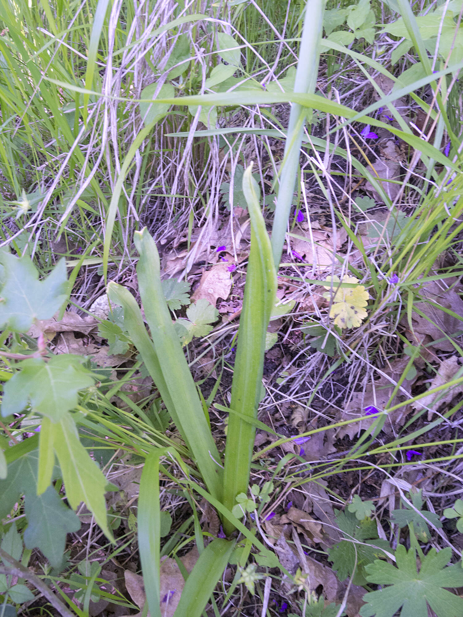 Image of Allium siculum subsp. dioscoridis (Sm.) K. Richt.