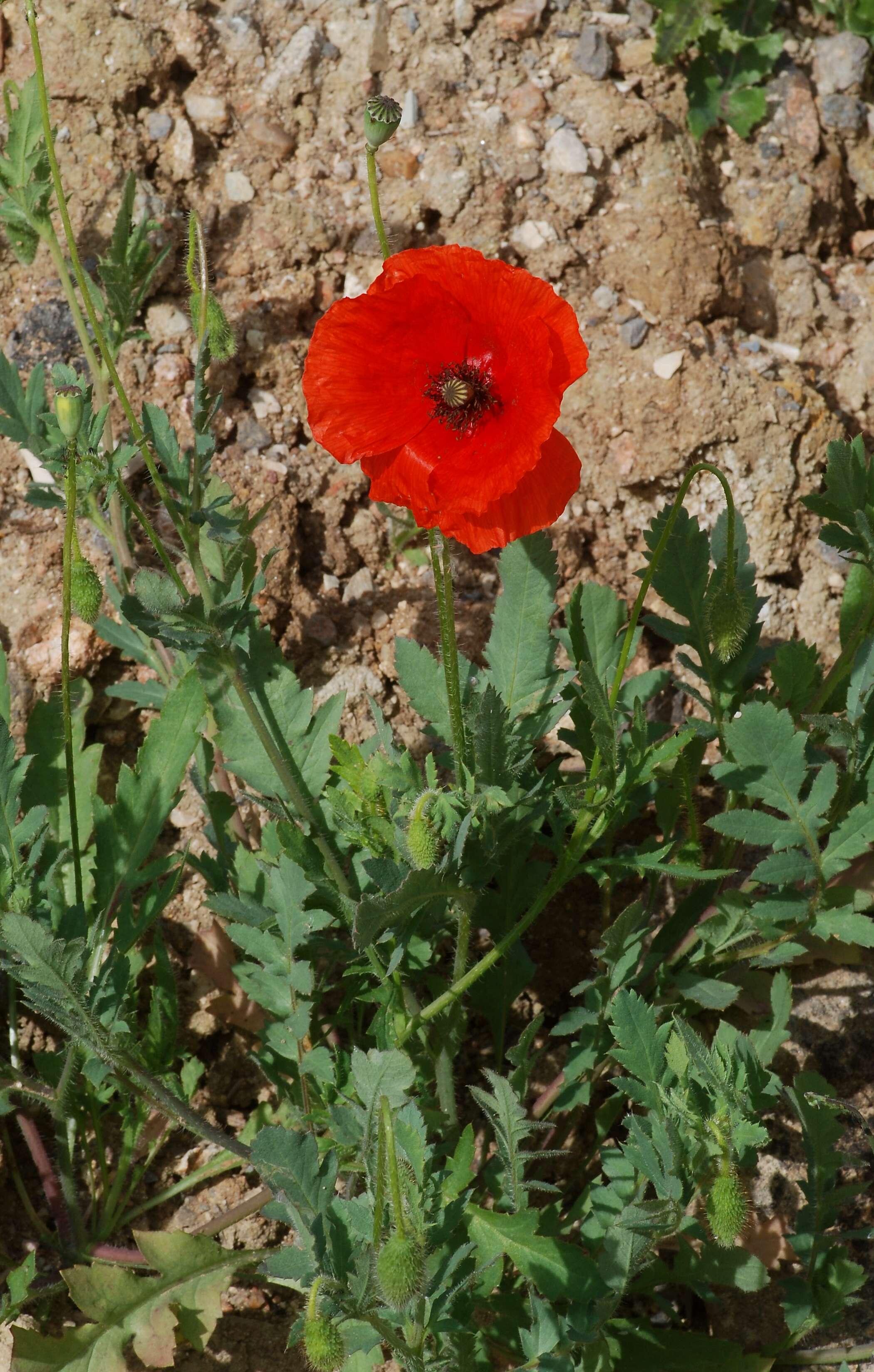 Image of corn poppy