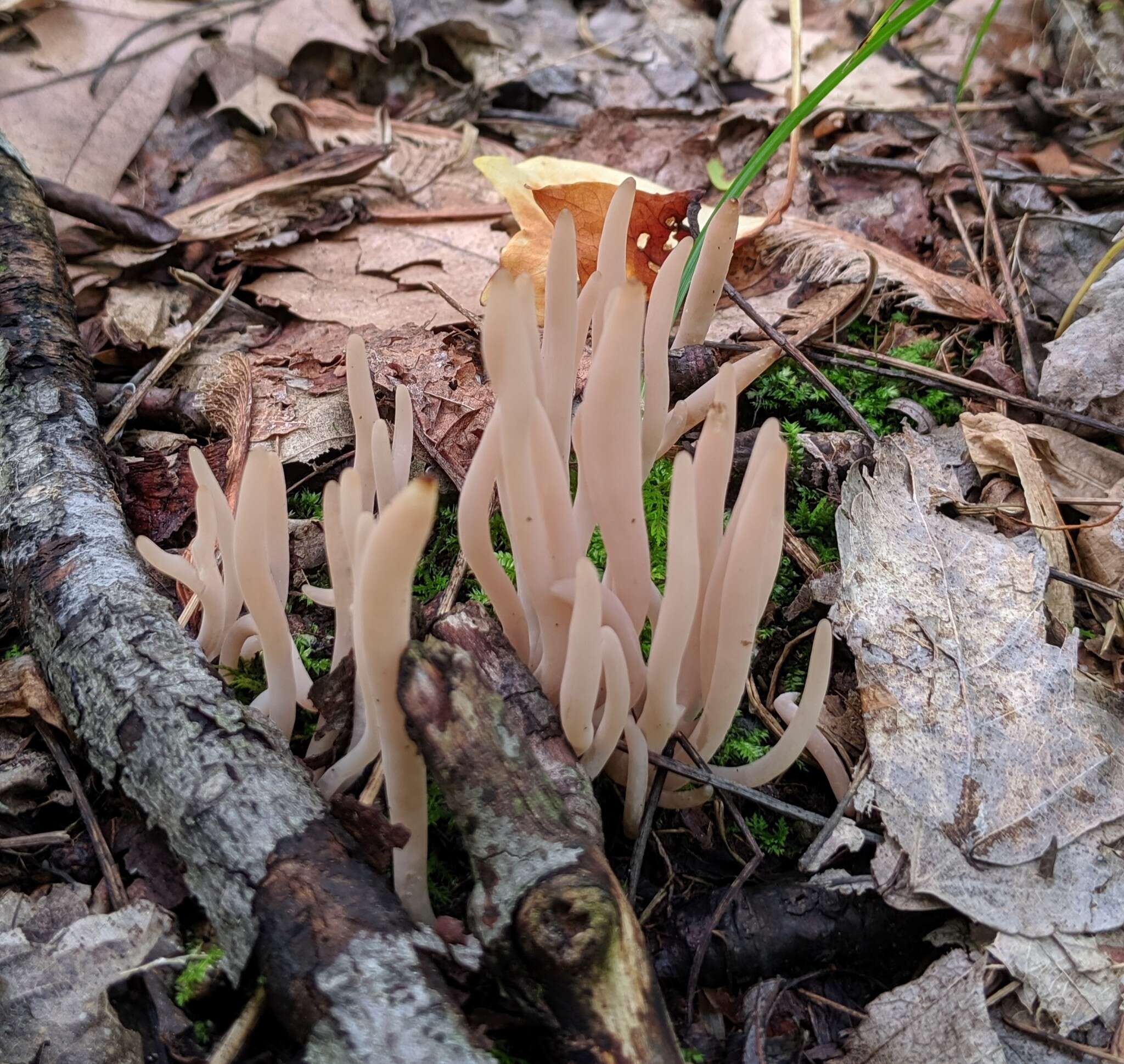 Image of Clavaria rubicundula Leathers 1956