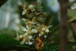 Image of loquat