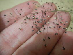 Plancia ëd Panicum acuminatum var. acuminatum