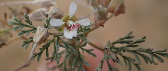 Image of Pelargonium nanum L'Her. ex DC.