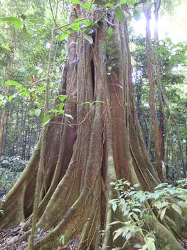 Ficus gomelleira Kunth & Bouche resmi