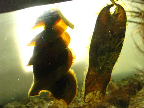 Image of Bullhead Shark