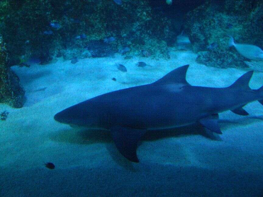 Image of Sharptooth Lemon Shark