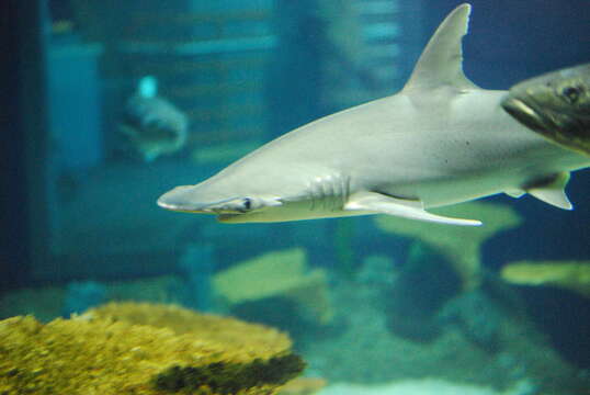 Image of Bonnethead Shark