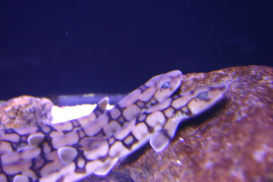 Image of Chain Catshark