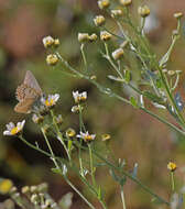 Image of Tanacetum balsamitoides Sch. Bip.