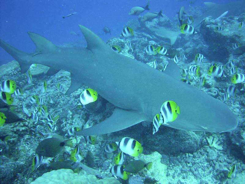 Image of Sharptooth Lemon Shark