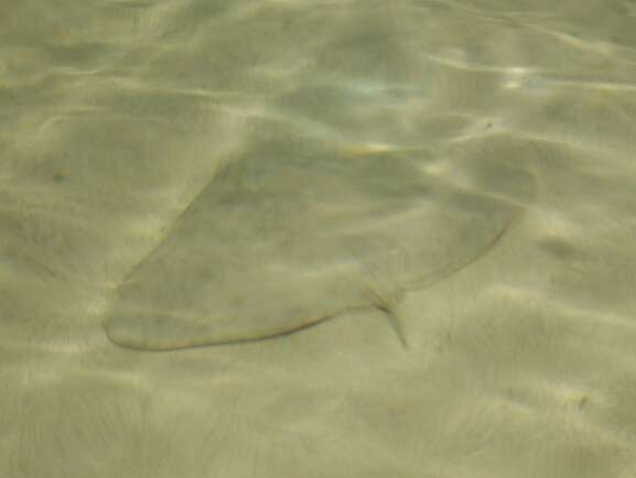 Image of Spiny Butterfly Ray