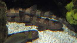 Image of Bluespotted Bamboo Shark