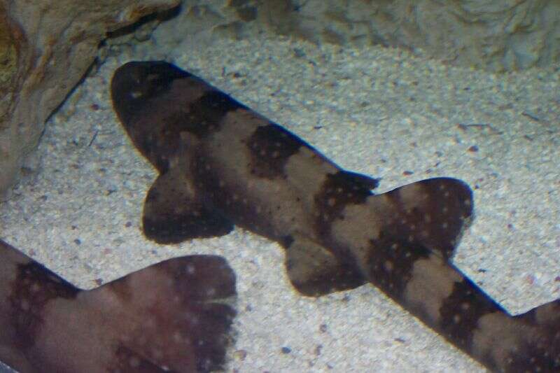 Image of Bluespotted Bamboo Shark