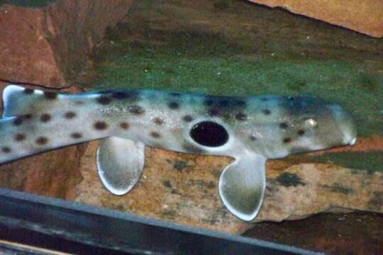 Image of epaulette sharks