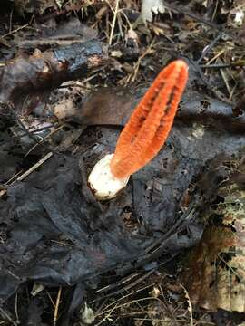 Image of stinkhorn