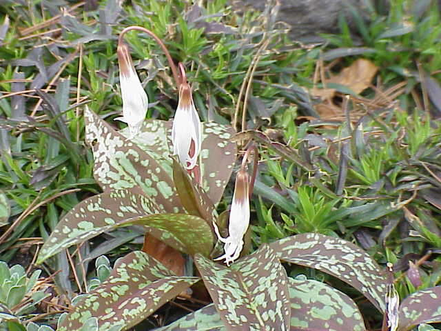 Image of Dog tooth lily