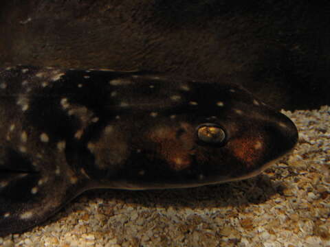 Image of Dark Shyshark