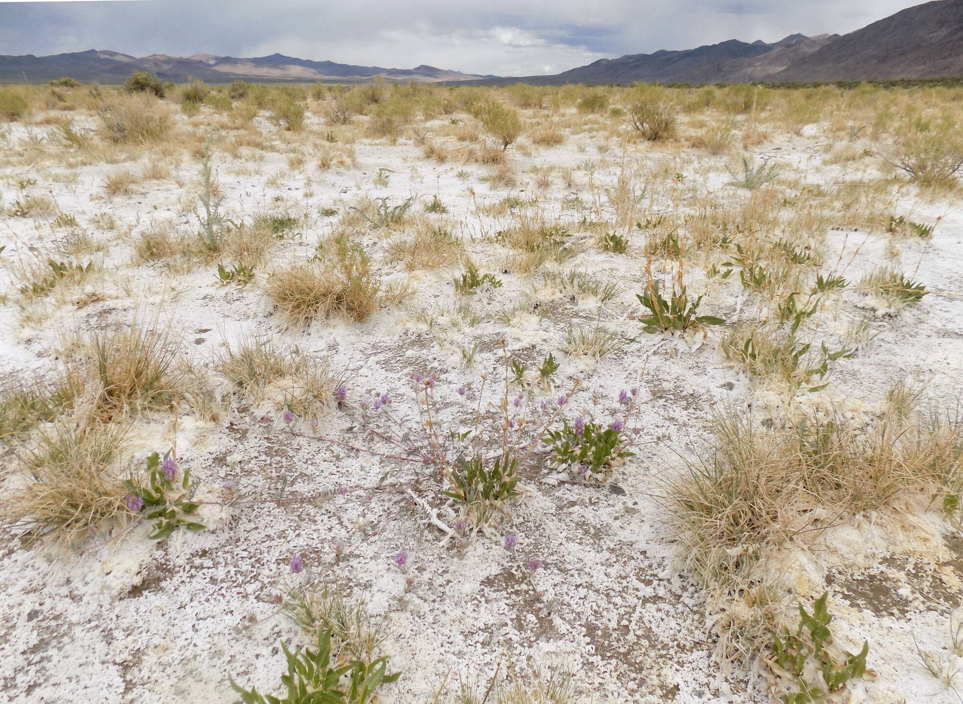 Imagem de Astragalus lentiginosus var. sesquimetralis (Rydb.) Barneby