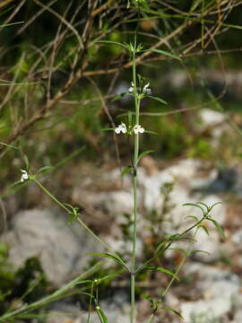 Image of Galeopsis reuteri Rchb. fil.