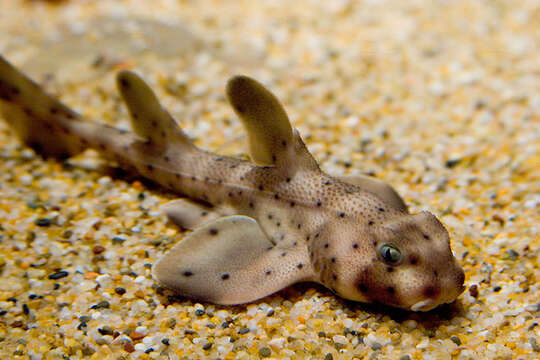 Image of Bullhead Shark