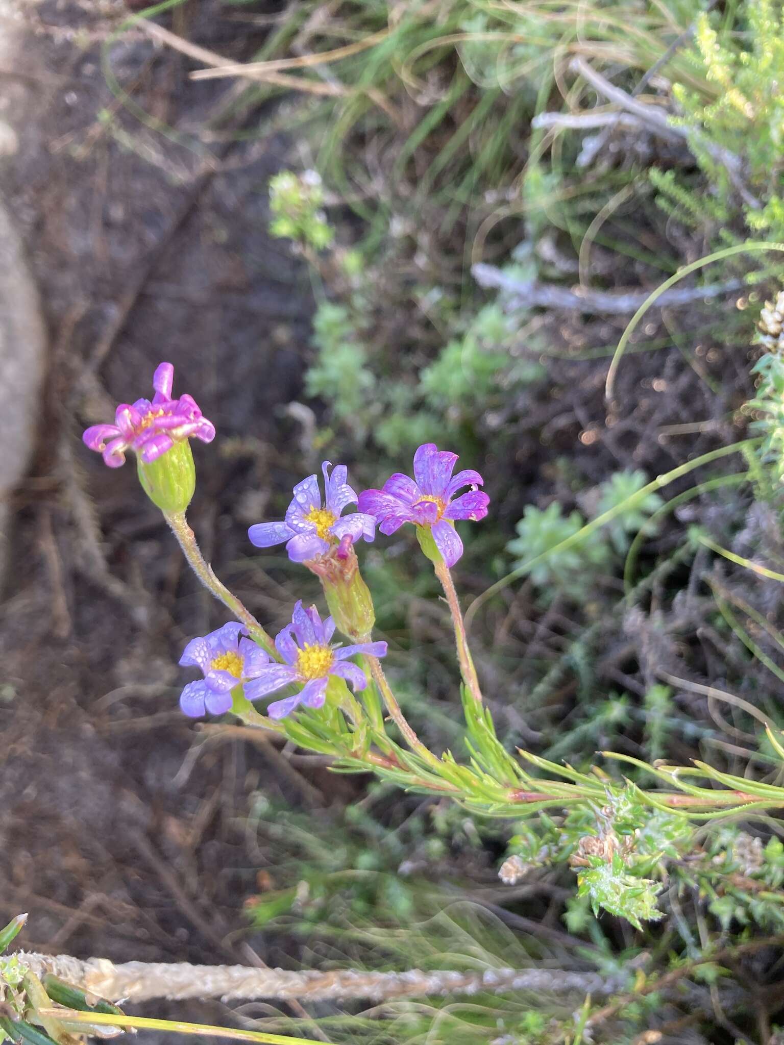 Image of Zyrphelis taxifolia Nees