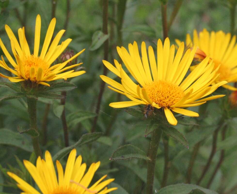 Image of Inula hirta