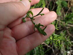 Image of Thesium triflorum Thunb. ex L. fil.