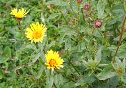 Image of Inula hirta