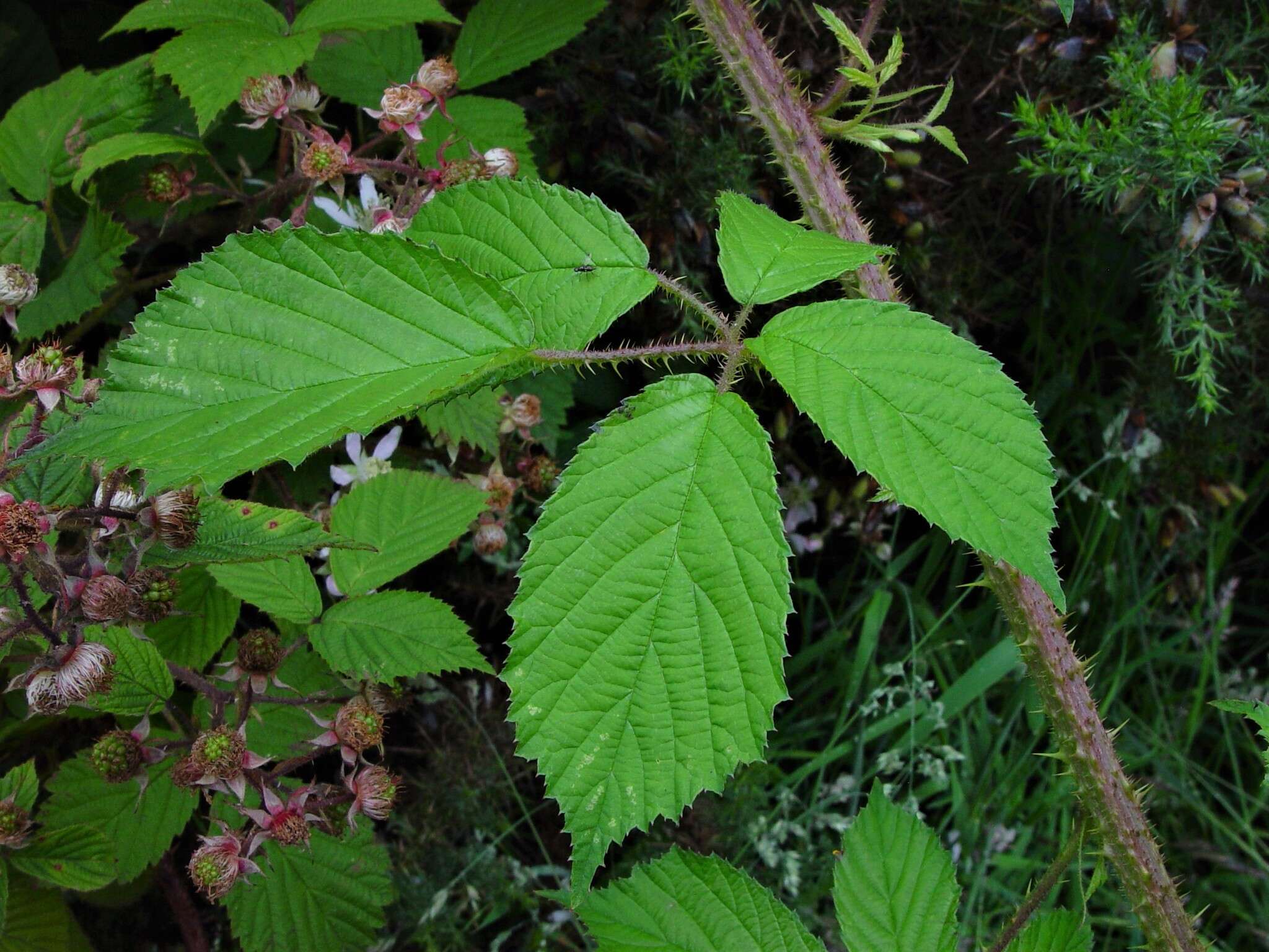 Image of Rubus hylocharis W. C. R. Watson